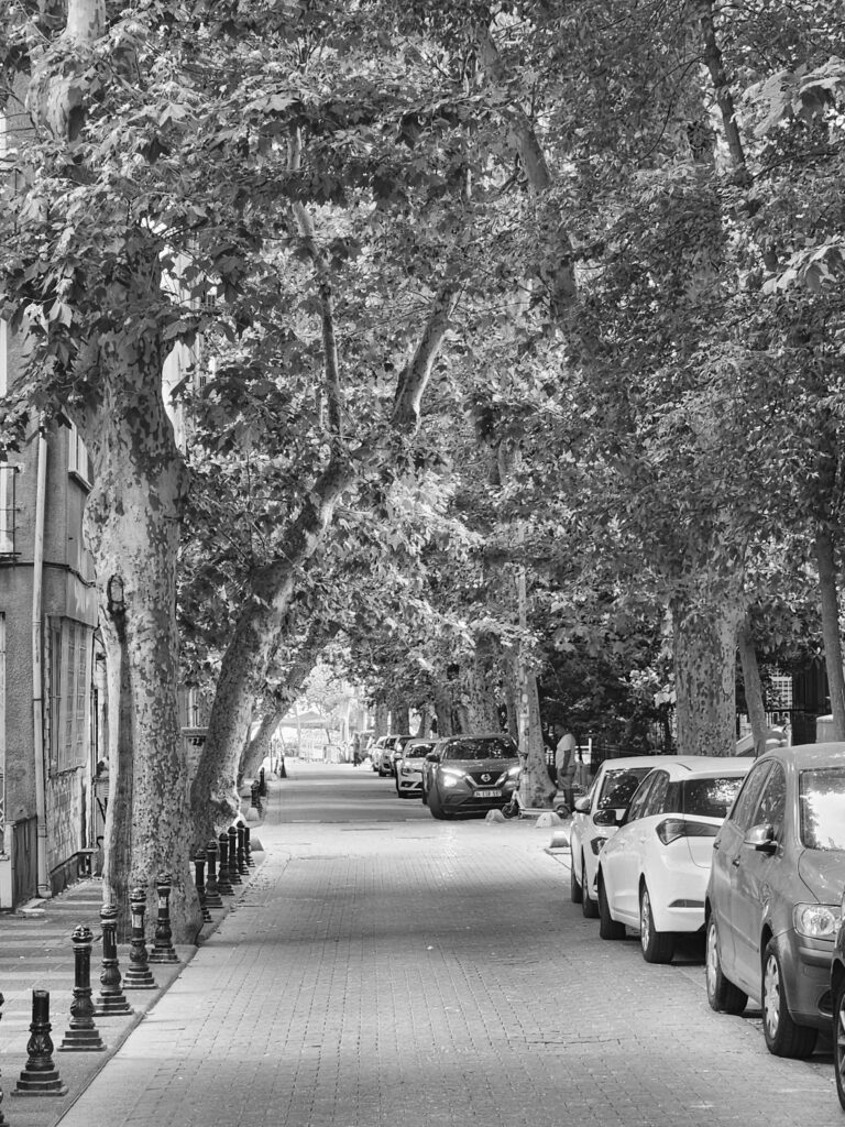 Tree-lined residential street in Bed-Stuy Brooklyn